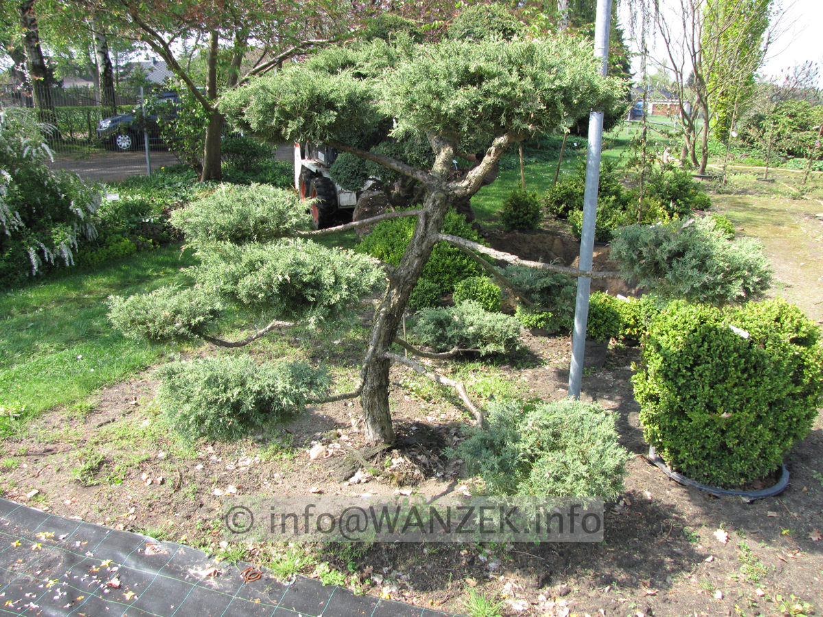Juniperus virginiana Blue Mountain als Bonsai 2x4m-3.JPG